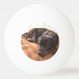 Bolinha De Ping Pong doberman-pinscher-filhote