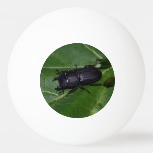 Bolinha De Ping Pong Dorcus parallelipipedus , o escaravelho inferior