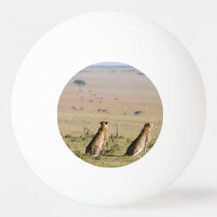 Bolinha De Ping Pong Duas chitas no olhar