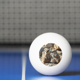 Bolinha De Ping Pong Duas Quokkas da Ilha Rottnest na Austrália,