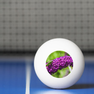 Bolinha De Ping Pong energia katydid