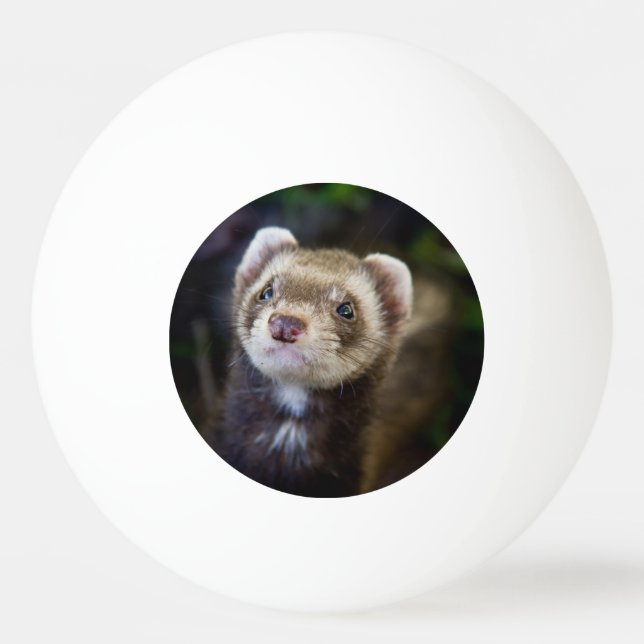 Bolinha De Ping Pong Ferret (Frente)