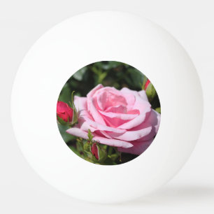 Bolinha De Ping Pong flor rosa perfeita, rosa rosa e botões. amor, frei