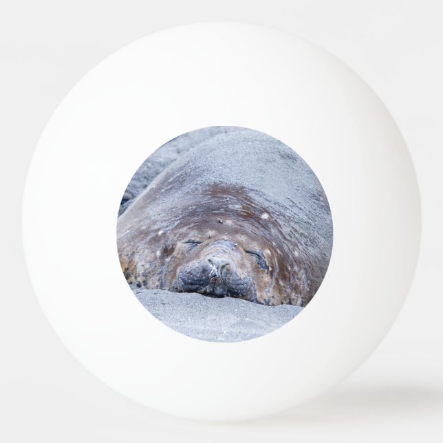 Bolinha De Ping Pong Foca-elefante que dorme (Verso)