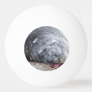 Bolinha De Ping Pong Foca-elefante que dorme