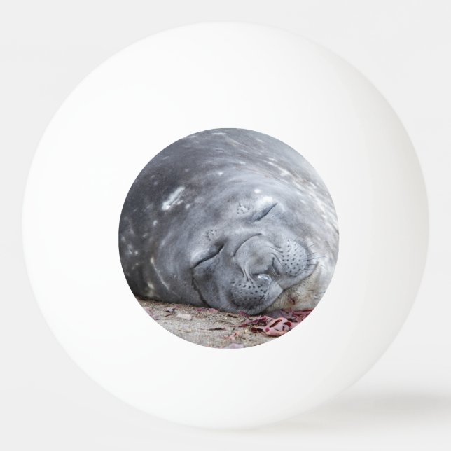 Bolinha De Ping Pong Foca-elefante que dorme (Verso)