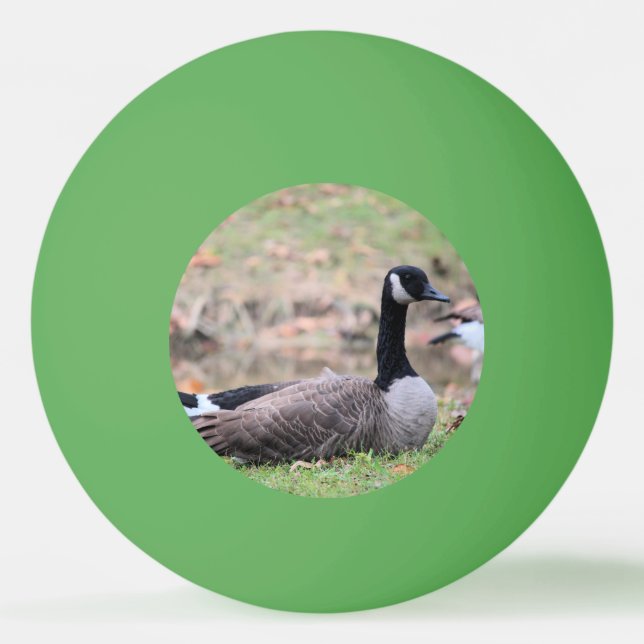 Bolinha De Ping Pong Ganso (Frente)