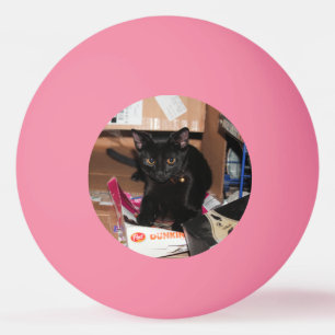 Bolinha De Ping Pong Gato