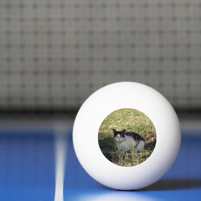 Bolinha De Ping Pong Gato Negro E Branco No Jardim, (Líquido)