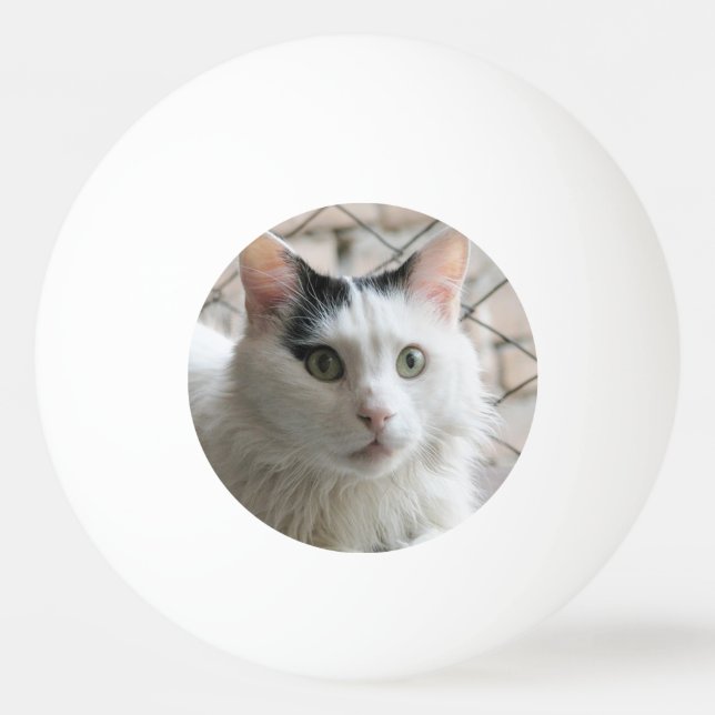 Bolinha De Ping Pong gato van turco (Frente)