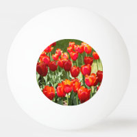 Grande campo de tulipas vermelhas