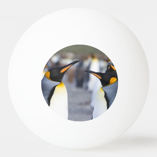 Bolinha De Ping Pong King Penguins (Verso)