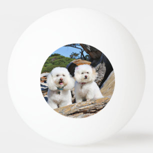 Bolinha De Ping Pong Kirby Shelby - caniches na praia de Carmel