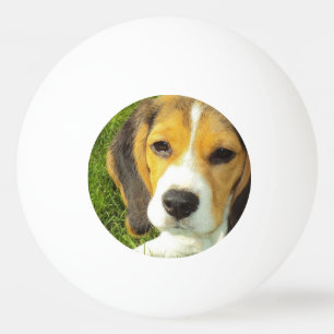 Bolinha De Ping Pong Lebreiro bonito