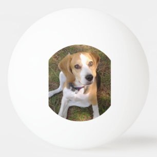 Bolinha De Ping Pong Lebreiro que senta 2