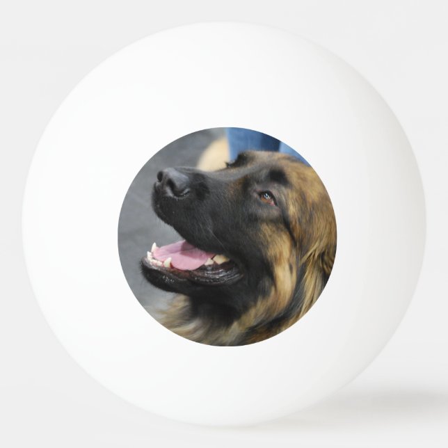 Bolinha De Ping Pong Leonberger (Frente)