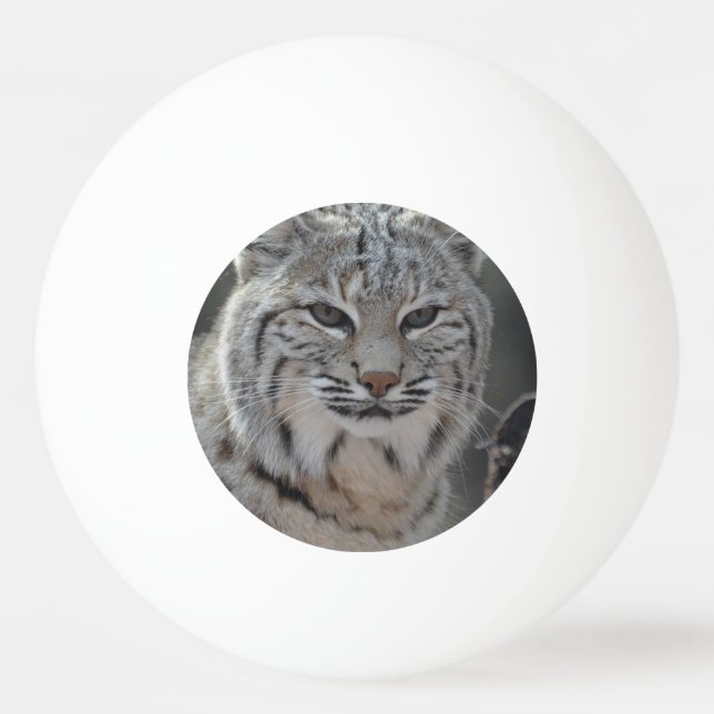 Bolinha De Ping Pong Lince do rastejamento (Frente)