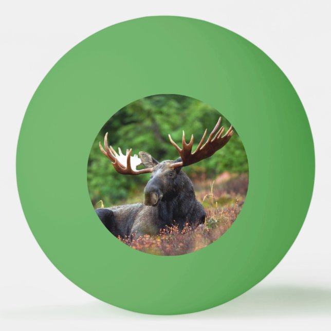 Bolinha De Ping Pong Moose (Frente)