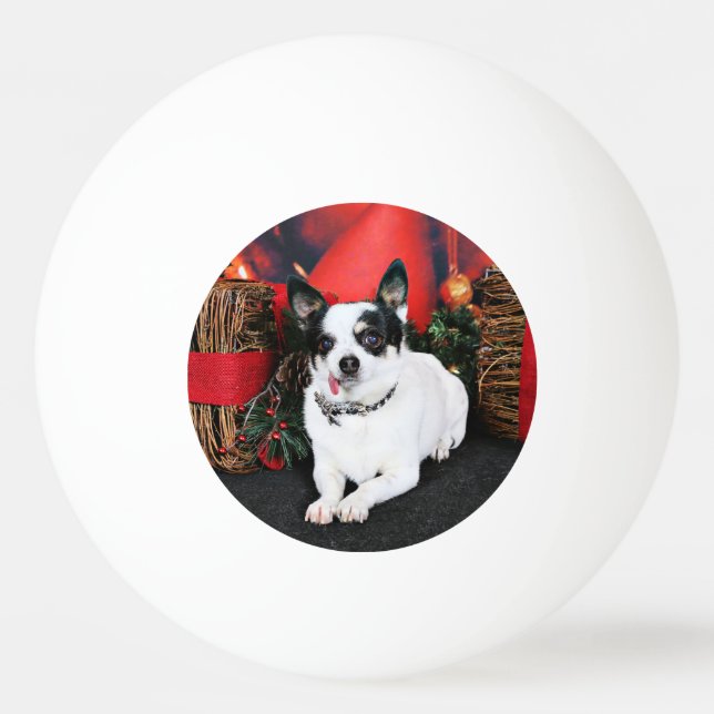 Bolinha De Ping Pong Natal - chihuahua X - Stella (Verso)