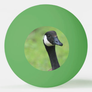 Bolinha De Ping Pong O quê?