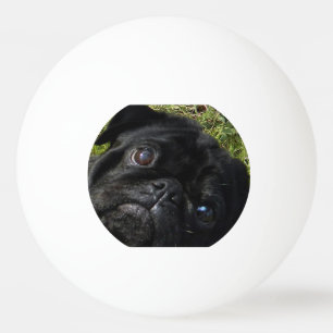 Bolinha De Ping Pong olhos do preto-pug