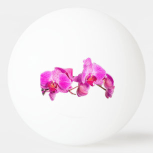 Bolinha De Ping Pong Orquídea