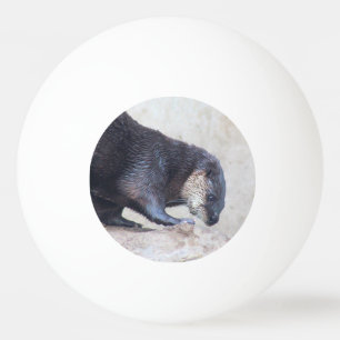 Bolinha De Ping Pong Otters