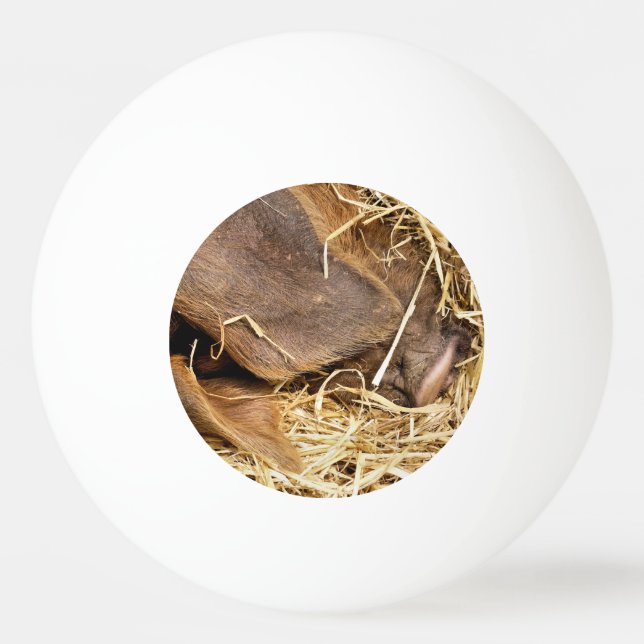 BOLINHA DE PING PONG PIG CUTO (Frente)
