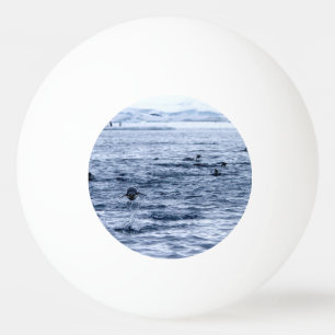Bolinha De Ping Pong Pinguim voador