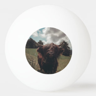 Bolinha De Ping Pong Prados negros e pastagens de vaca escocesa