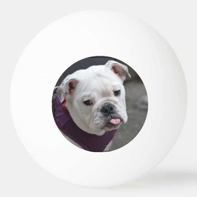Bolinha De Ping Pong Provocação do buldogue (Frente)
