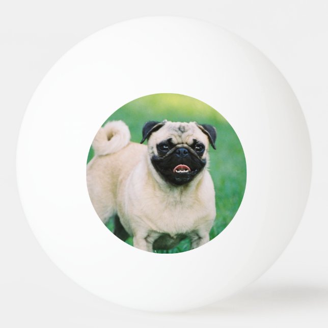 Bolinha De Ping Pong Pug Poised (Frente)