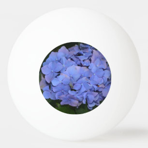 Bolinha De Ping Pong Roxo Roxo Hidrangea macrofilla