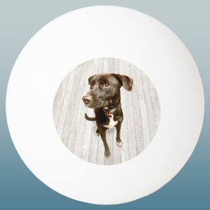 Bolinha De Ping Pong Seu Querido Pet Foto Lembrança
