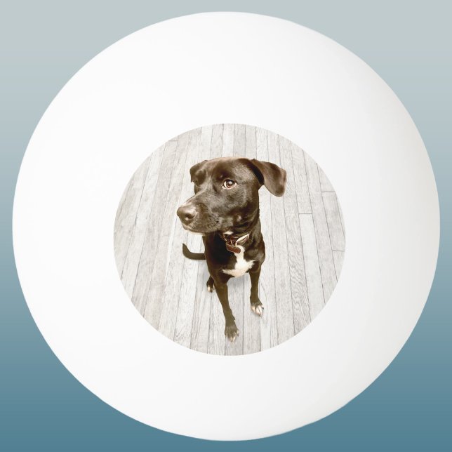 Bolinha De Ping Pong Seu Querido Pet Foto Lembrança (Simple custom pet photo keepsake ping pong ball for dog lovers)