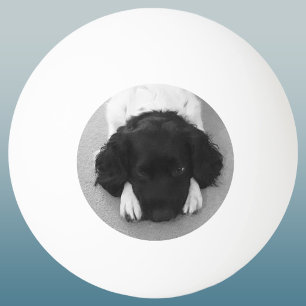 Bolinha De Ping Pong Seu Querido Pet Foto Lembrança