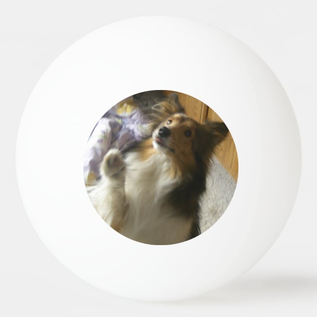 Bolinha De Ping Pong Shetland Sheepdog Begging (Frente)