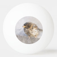 Sparrow - Falha Epic Previsão do Tempo
