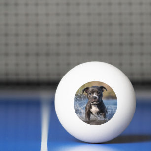 Bolinha De Ping Pong Staffy Puppy A Espalhar No Mar,