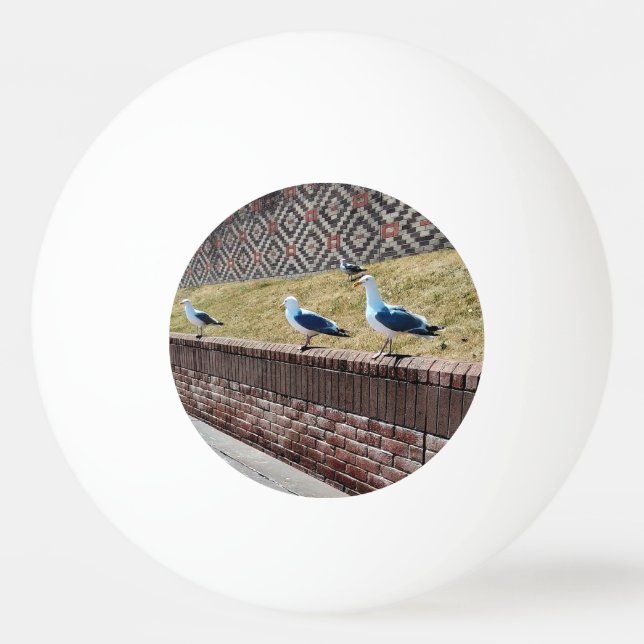 Bolinha De Ping Pong Três gaivotas (Verso)