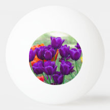 Tulipas roxas escuras