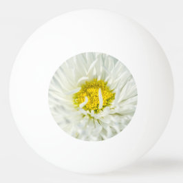 Bolinha De Ping Pong White English Daisy Flower