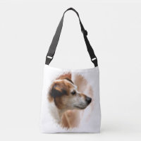 JACK RUSSELL TERRIER DOG