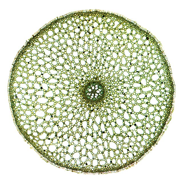 Bolsa Tote Bandeira Doce (Acorus Root) (Criador carregado)