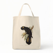 Cockatoo preto de cauda amarela de Gould