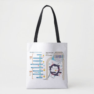 Bolsa Tote Diagrama da Respiração Celular Gráfico da Glicólis