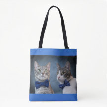 Gatinhos de desbonair