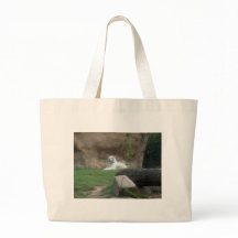 Tigre Branco Basking