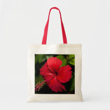 Hibiscus vermelho brilhante