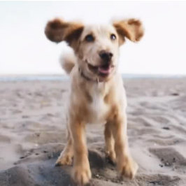 Bolsa Tote Nome da Foto do Cachorro Opções de Cor da Fonte Ba